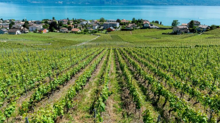 Foire aux Vins de Vevey 2026