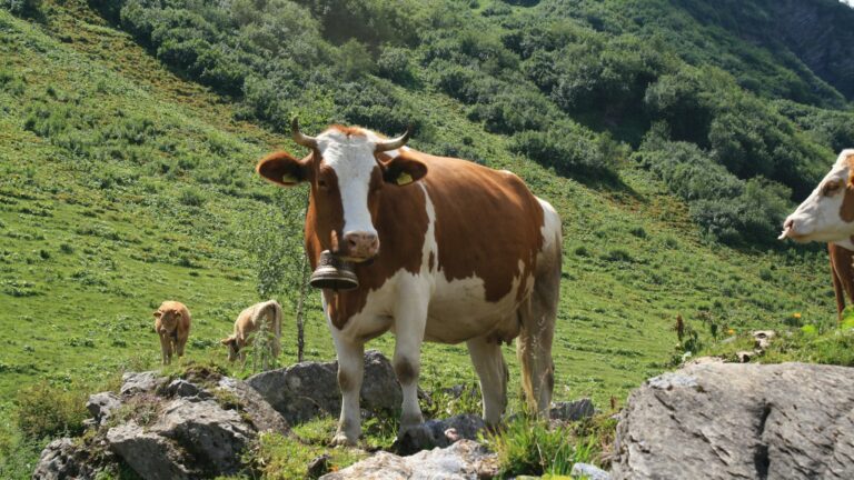 Foire aux moutons et désalpe de Jaun 2027