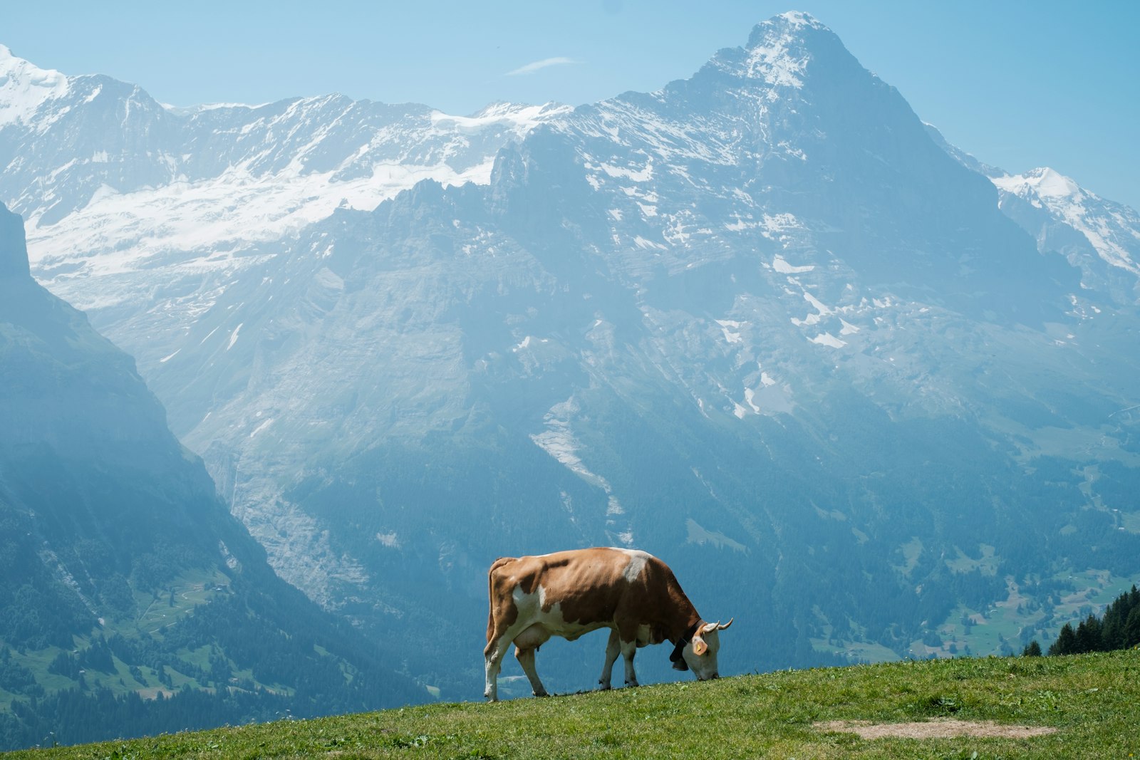 Fête cantonale vaudoise des espoirs de lutte 2027 – Palézieux
